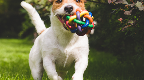 puppy met speeltje